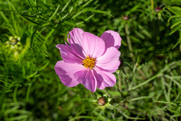 Close up texture background view of a bright pink blooming cosmos flower in a sunny ornamental flower garden