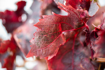 Vino, viña, uva, vid, vendimia, otoño, estación, recogida, fruto, tinto, claro, mosto.