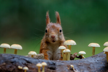 Eurasian red squirrel (Sciurus vulgaris) searching for food between the mushrooms in autumn  in the forest of Drunen, Noord Brabant in the Netherlands. © henk bogaard