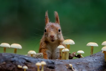 Deurstickers Euraziatische rode eekhoorn (Sciurus vulgaris) op zoek naar voedsel tussen de paddenstoelen in de herfst in het bos van Drunen, Noord-Brabant in Nederland. © henk bogaard