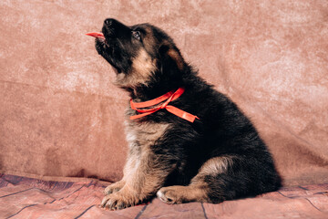 German shepherd kennel, a young thoroughbred dog. Beautiful little black and red German shepherd puppy on a light background with a red ribbon collar.