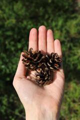 pine cones found in the forest lie on the hand