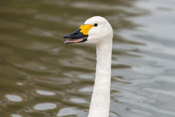 Head shot of a Bewicks swan (cygnus columbianus) in the water
