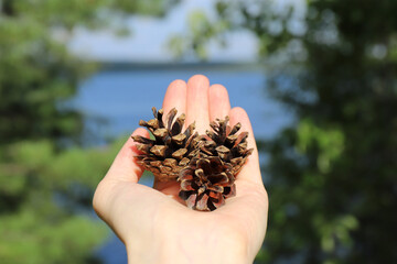 pine cones found in the forest lie on the hand