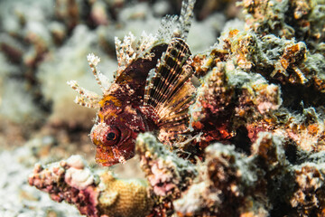 Seascape of coral reef in Red Sea / Egypt with Scorpionfish and coral