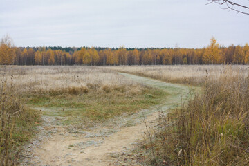 Autumn nature, field, road and trees with yellow foliage