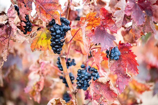 Vino, vi&ntilde;a, uva, vid, vendimia, oto&ntilde;o, estaci&oacute;n, recogida, fruto, tinto, claro, mosto.