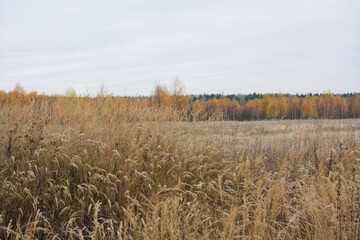 Autumn nature, field, grass and trees with yellow foliage