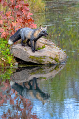 Cross Fox in Autumn with Reflection in Water