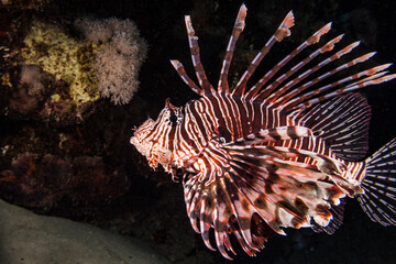 Naklejka na ściany i meble Seascape of coral reef in Red Sea / Egypt with Lionfish and coral