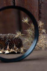 dried flowers through a magnifying glass