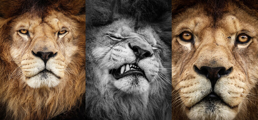 three lions