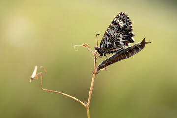 Beautiful butterfly Zerynthia polyxena at dawn in the first rays of the sun on a blade of grass