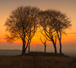 Naklejka na ściany i meble A golden sun sets behind the Seven Sisters a group of trees of which only six remain which sit atop an ancient burial mound set on a hill side near Durham, England, UK