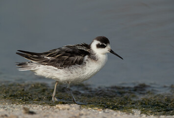 Closeup of a Red-necked phalarope at Asker Marsh, Bahrain