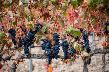 Vino, viña, uva, vid, vendimia, otoño, estación, recogida, fruto, tinto, claro, mosto.