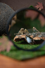 insects through a magnifying glass