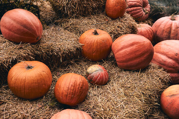 Huge and mini decorative pumpkins at farm market stands on sheaves of hay .Thanksgiving holiday season and Halloween decor
