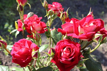 pink roses in garden