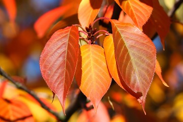 Obraz premium bunte Blätter im Herbst