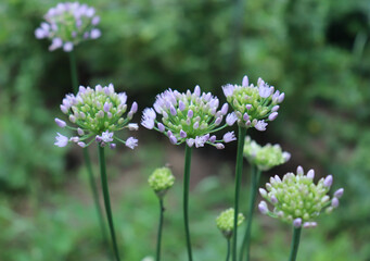 Allium angulosum, the mouse garlic in organic garden.It is a species of garlic. Allium angulosum is cultivated as an ornamental and also as an herb for kitchen gardens. Bulbs and leaves are edible.