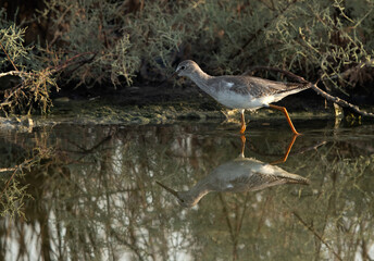 Redshank at Asker marsh with reflection on water, Bahrain