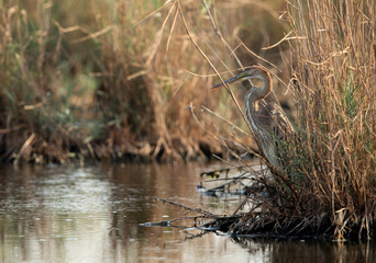 Purple Heron at Asker Marsh, Bahrain