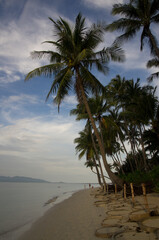 Fototapeta na wymiar sandy beach and palm trees of Koh Samui