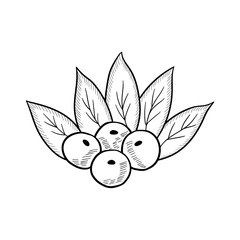 acai berry, plant mon