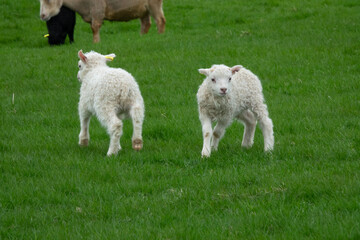 Obraz premium Islande, 