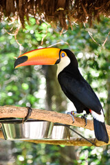A toucan Tucano-toco (Ramphastos toco albogularis) perched on a branch in Bird Park, Foz do Iguaçu, Brazil. Shallow depth of field.