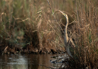 Purple Heron in the grasses of Asker Marsh, Bahrain