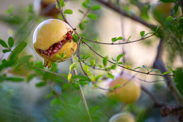 pome granate, autumn, melograno, autunno.