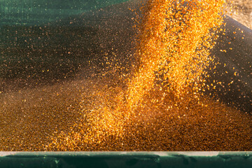 Pouring Corn Grain Into Tractor Trailer.