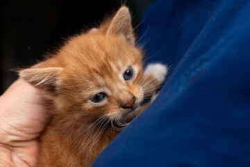 Ginger kitten in the hands of a girl close-up, selective focus.