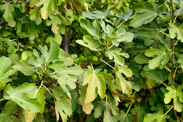 Beautiful bush of common fig Ficus carica on pine branches background.