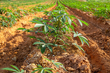 Leaves of the cassava plant. Young leaves harvested as green vegetable in South East Asia. Its edible starchy tuberous root is a major source of carbohydrates.