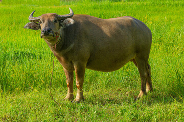 Thai buffalo walking in grass field