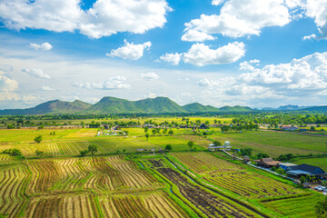 Fototapeta na wymiar High angle shot rice field with trees landscape at Phusing Sisaket Thailand