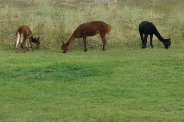 Three alpacas are grazing in the meadow. Mountain llama.