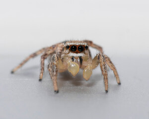 Araña saldadora