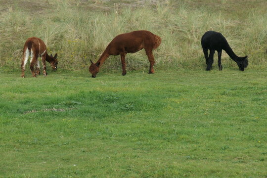 Three alpacas are grazing in the meadow. Mountain llama.