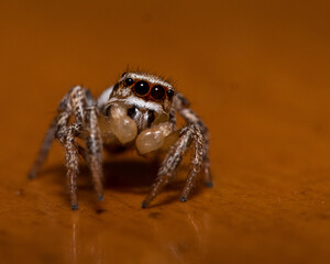 Araña curiosa