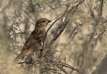 Spanish Sparrow in the bushes at Asker marsh, Bahrain