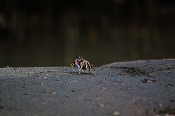 crab on the sand