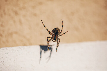 spider on a web