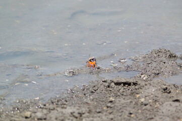 crab on the sand