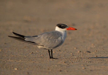 A portrait of a Caspian tern at Busaiteen coast, Bahrain