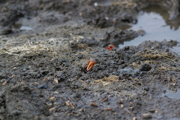 crab on the sand