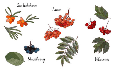 Set of garden berries and leaves. Blackberry, viburnum, rowan and sea buckthorn isolated on a white background. - obrazy, fototapety, plakaty